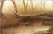 Fallen Tree 2 (watercolour)